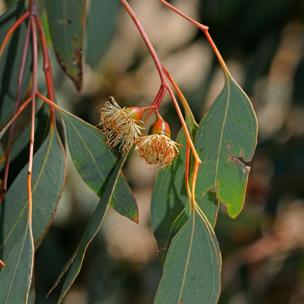 Hopeaeukalyptus - Eucalyptus sideroxylon