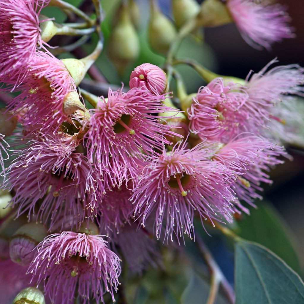 Hopeaeukalyptus - Eucalyptus sideroxylon