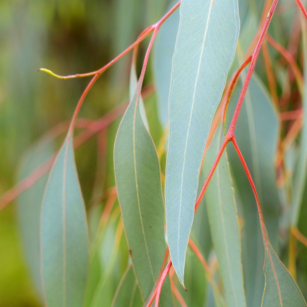 Hopeaeukalyptus - Eucalyptus sideroxylon