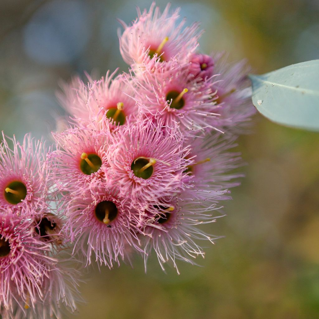 Hopeaeukalyptus - Eucalyptus sideroxylon