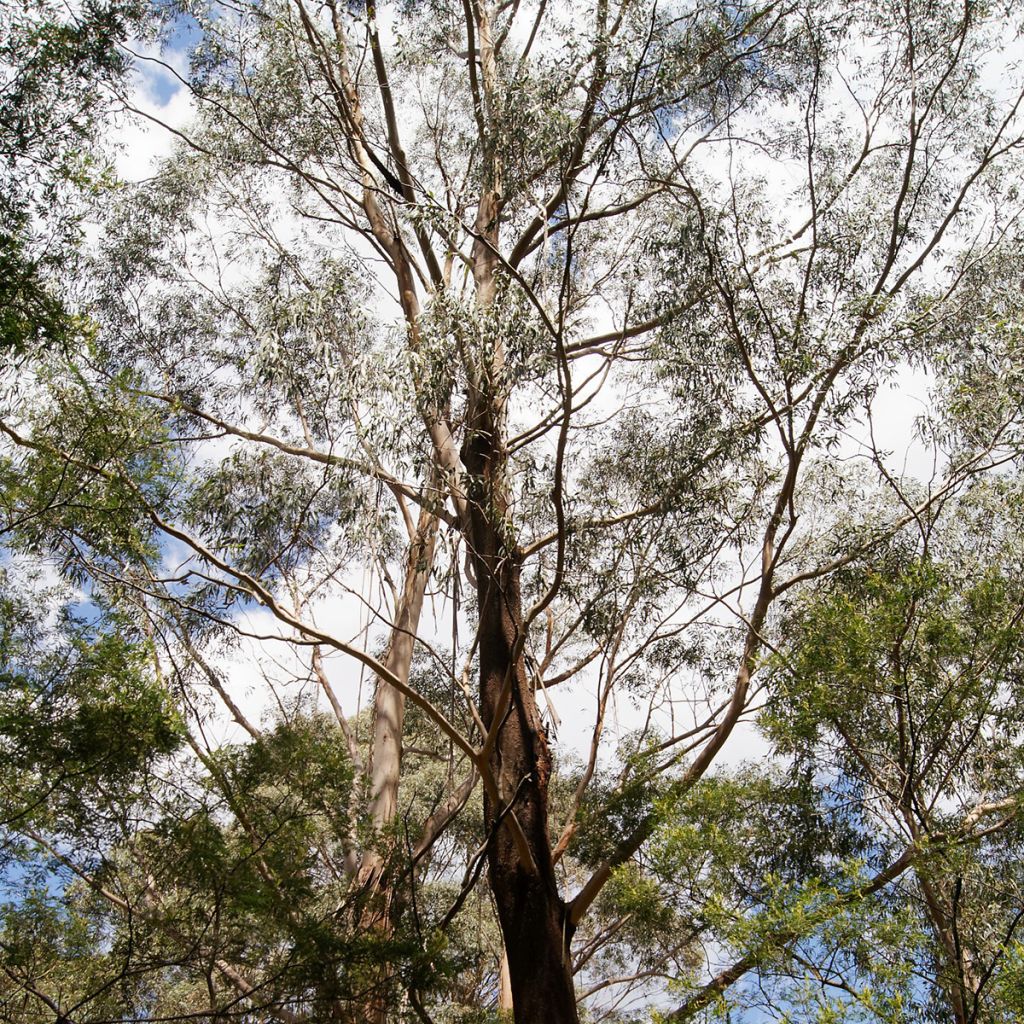 Hopeaeukalyptus - Eucalyptus smithii