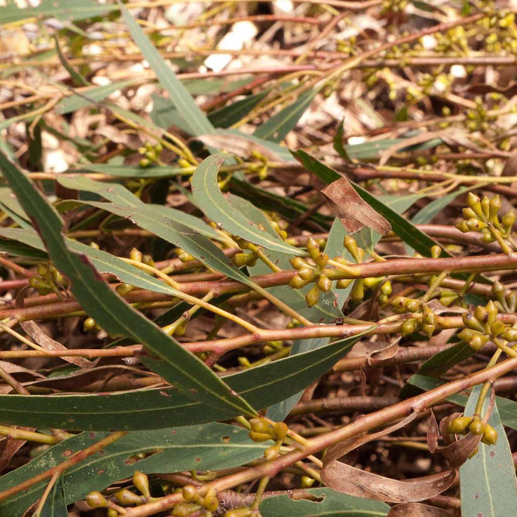 Hopeaeukalyptus - Eucalyptus smithii