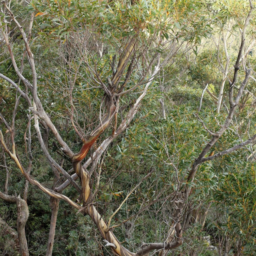 Hopeaeukalyptus - Eucalyptus smithii
