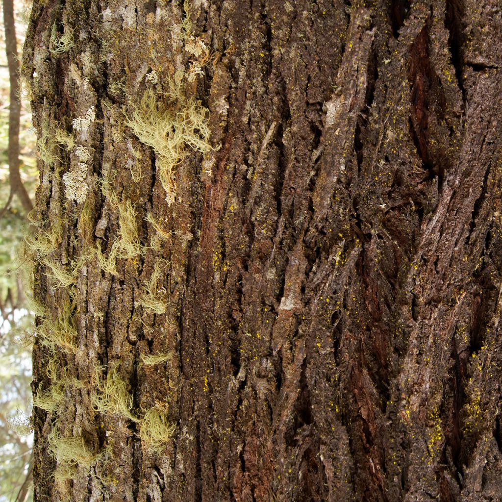 Hopeaeukalyptus - Eucalyptus smithii