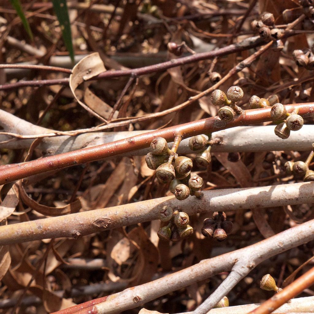 Hopeaeukalyptus - Eucalyptus smithii