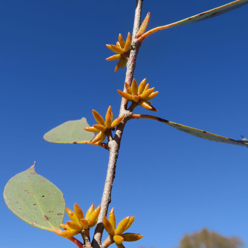 Hopeaeukalyptus Kiandra