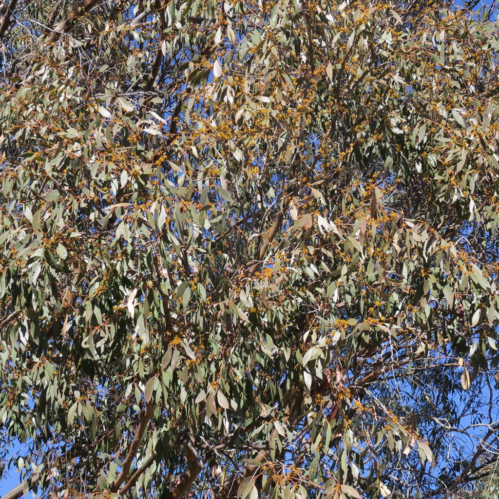 Hopeaeukalyptus Kiandra