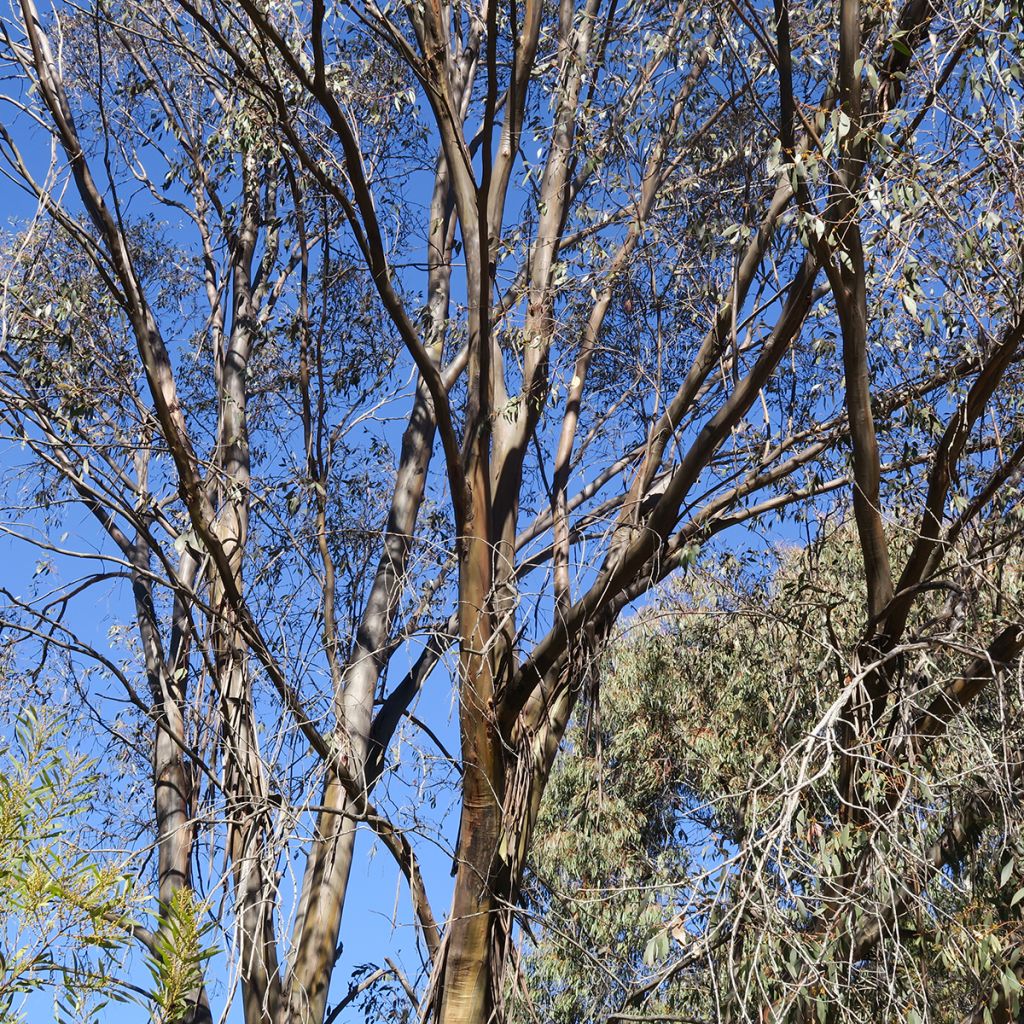 Hopeaeukalyptus Kiandra