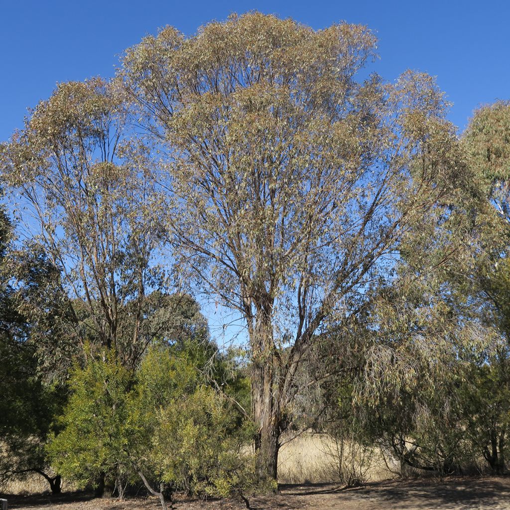 Hopeaeukalyptus Kiandra
