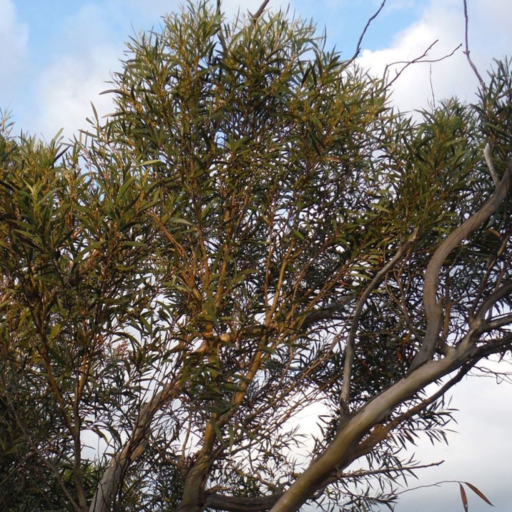Hopeaeukalyptus - Eucalyptus stricta