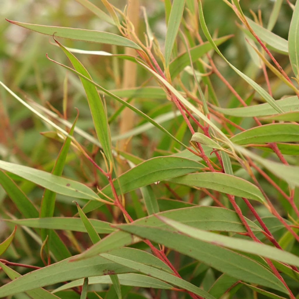 Hopeaeukalyptus - Eucalyptus stricta
