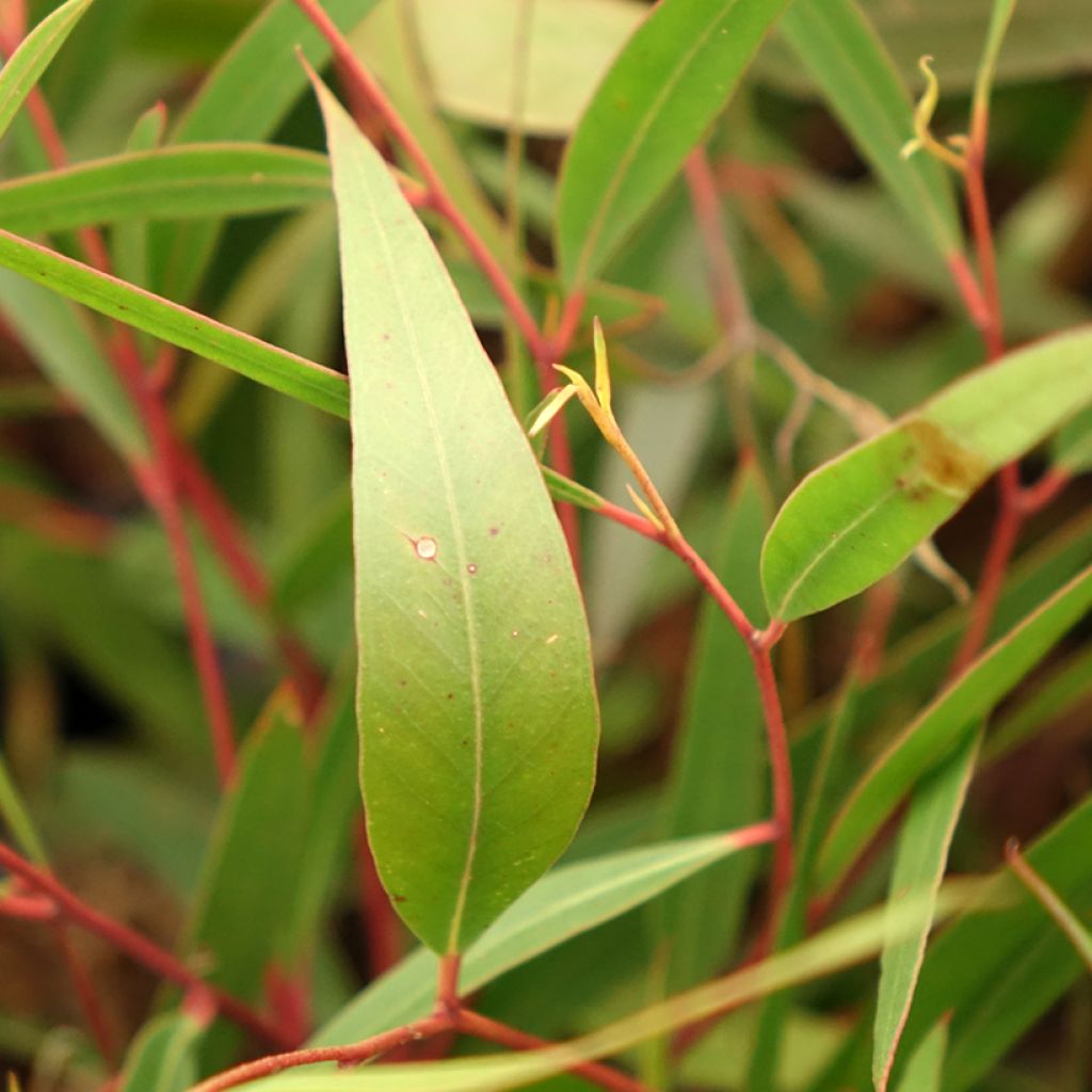 Hopeaeukalyptus - Eucalyptus stricta