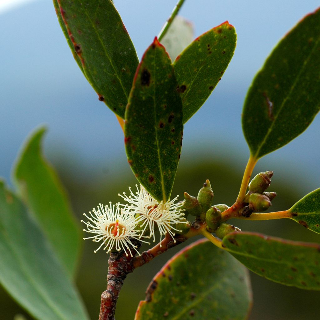 Hopeaeukalyptus - Eucalyptus subcrenulata