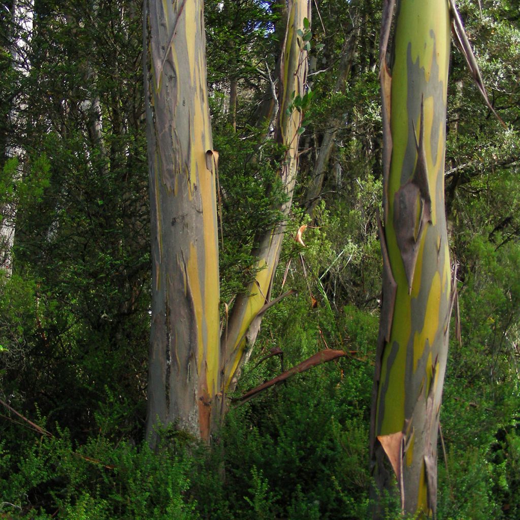Hopeaeukalyptus - Eucalyptus subcrenulata