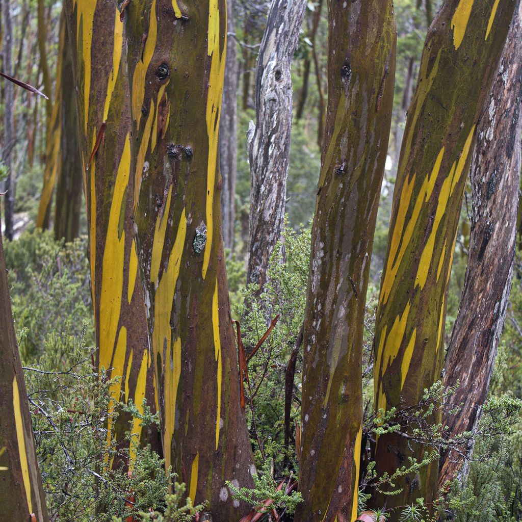 Hopeaeukalyptus - Eucalyptus subcrenulata