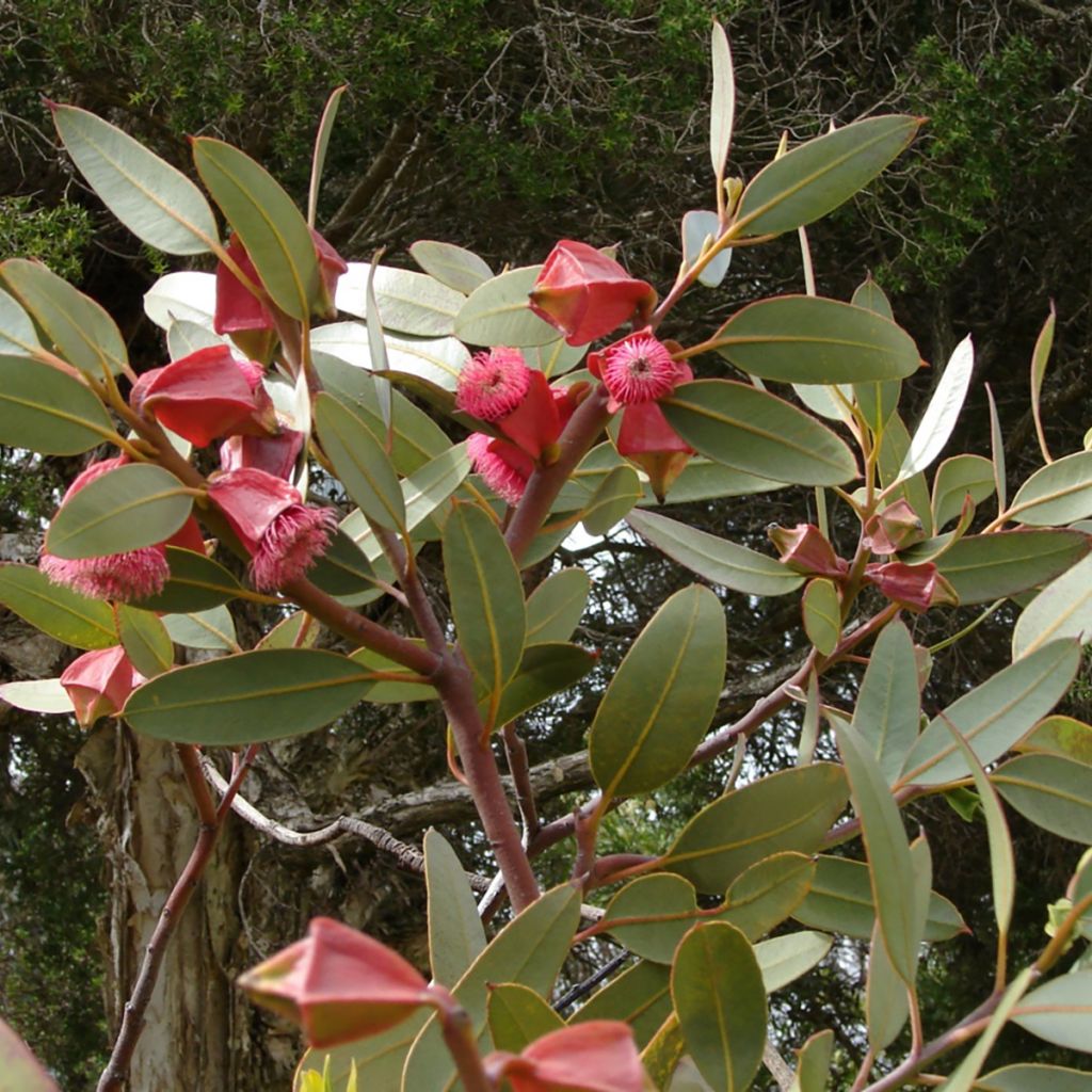 Hopeaeukalyptus - Eucalyptus tetraptera