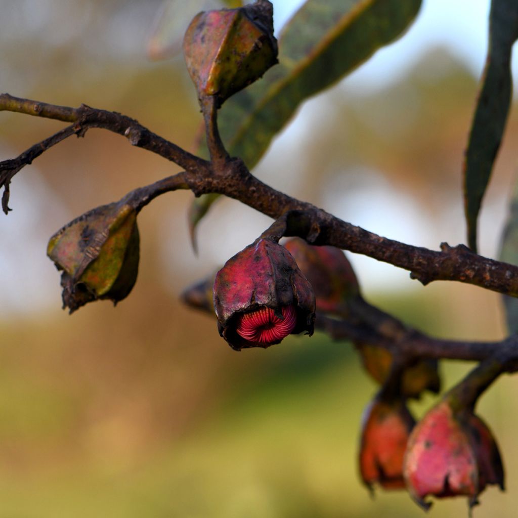 Hopeaeukalyptus - Eucalyptus tetraptera