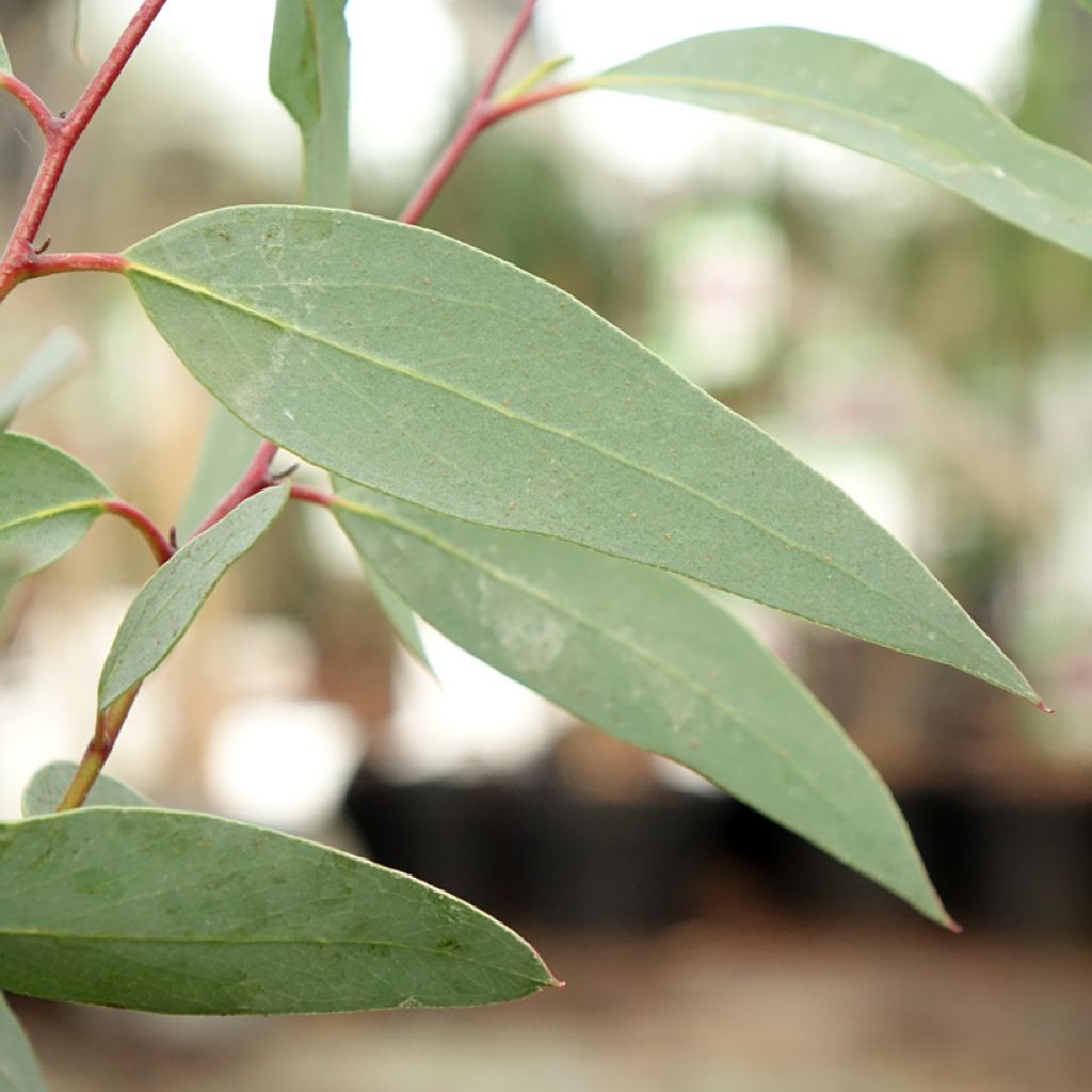 Hopeaeukalyptus - Eucalyptus tetraptera