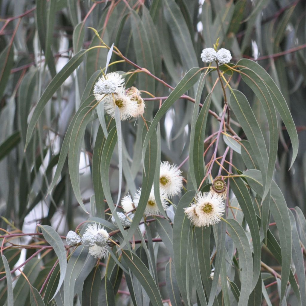 Hopeaeukalyptus Milligan
