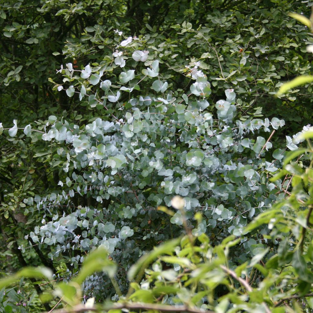 Hopeaeukalyptus - Eucalyptus urnigera f.glaucus