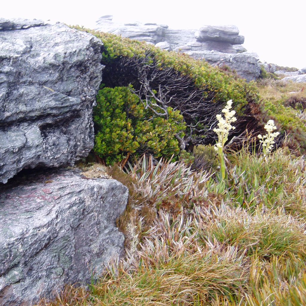 Hopeaeukalyptus - Eucalyptus vernicosa