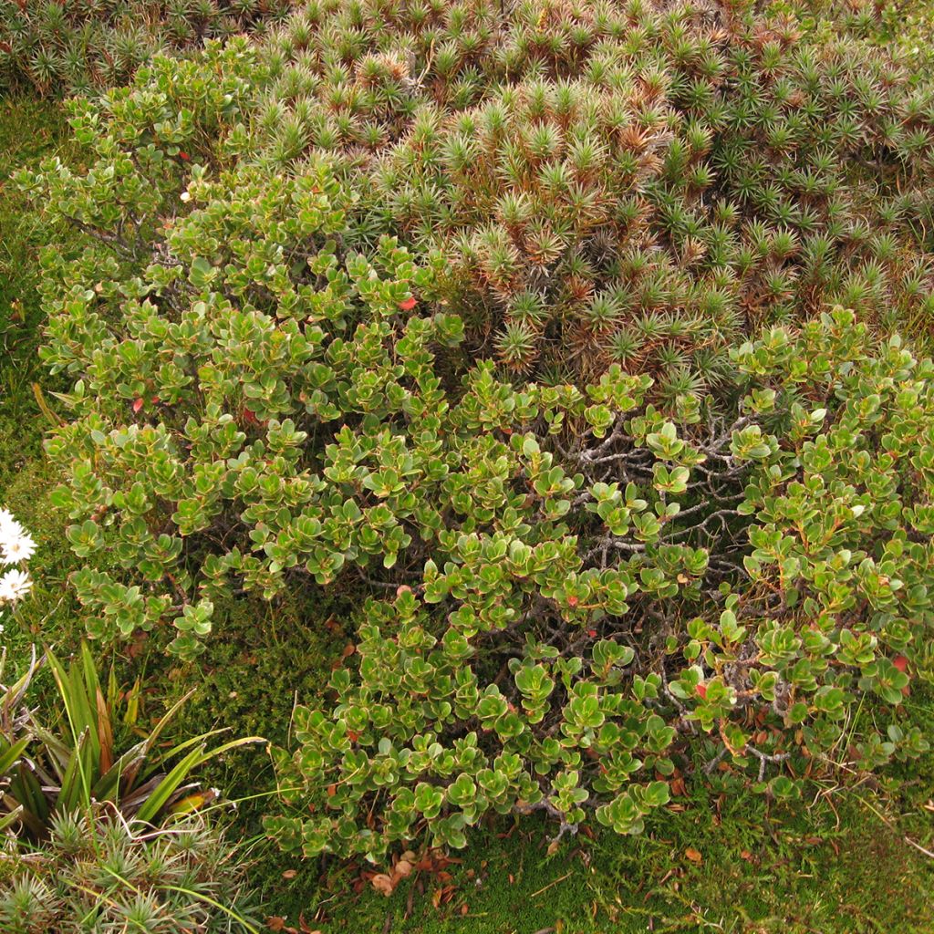 Hopeaeukalyptus Mt Hartz