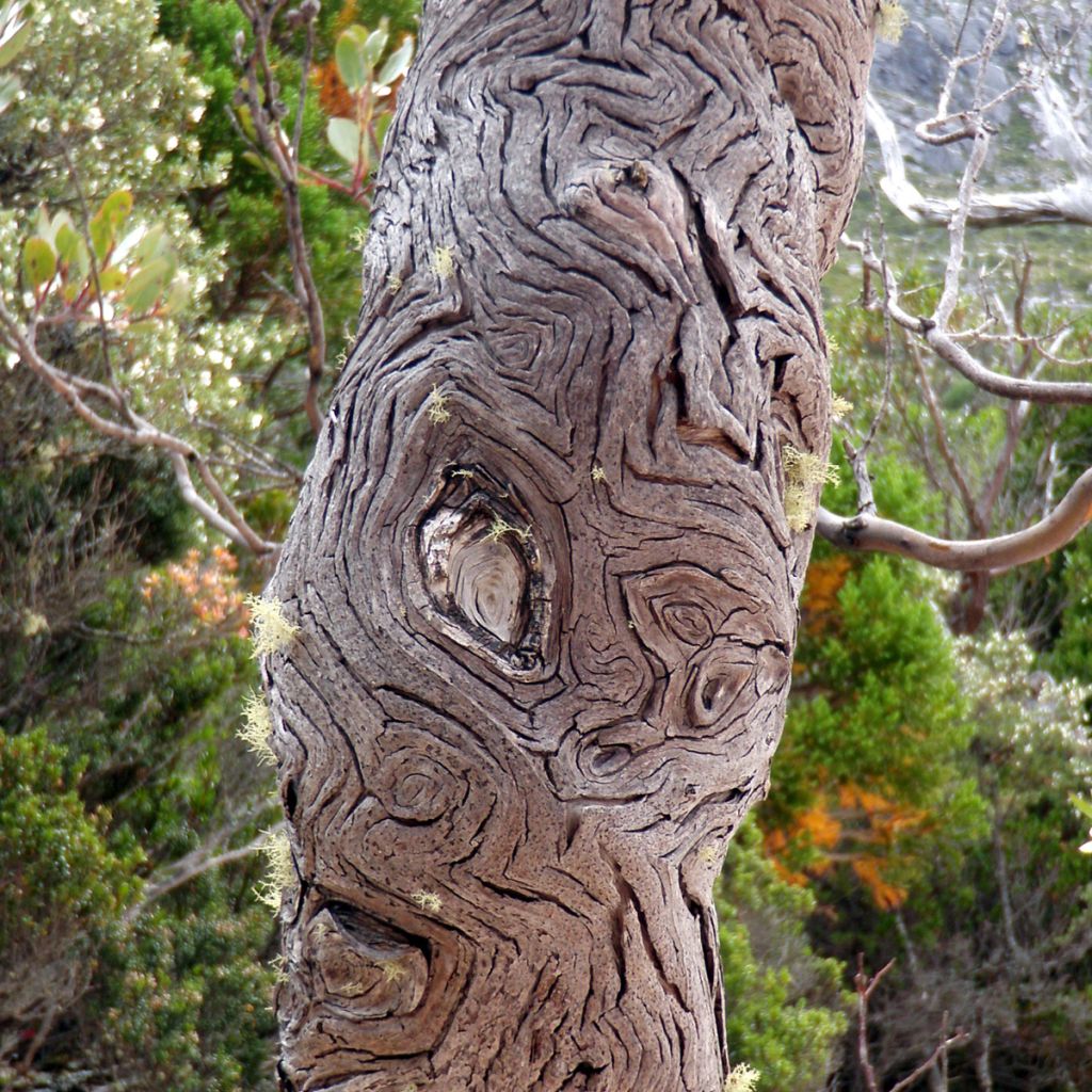 Hopeaeukalyptus Mt Hartz