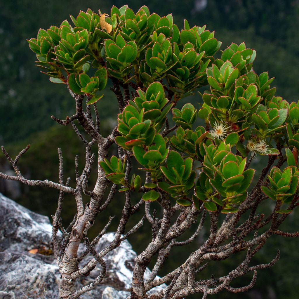 Hopeaeukalyptus Mt Hartz
