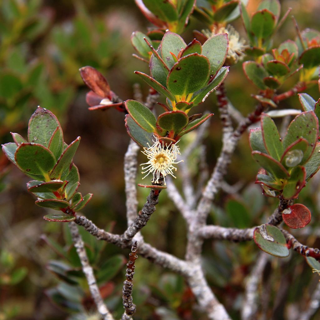 Hopeaeukalyptus - Eucalyptus vernicosa