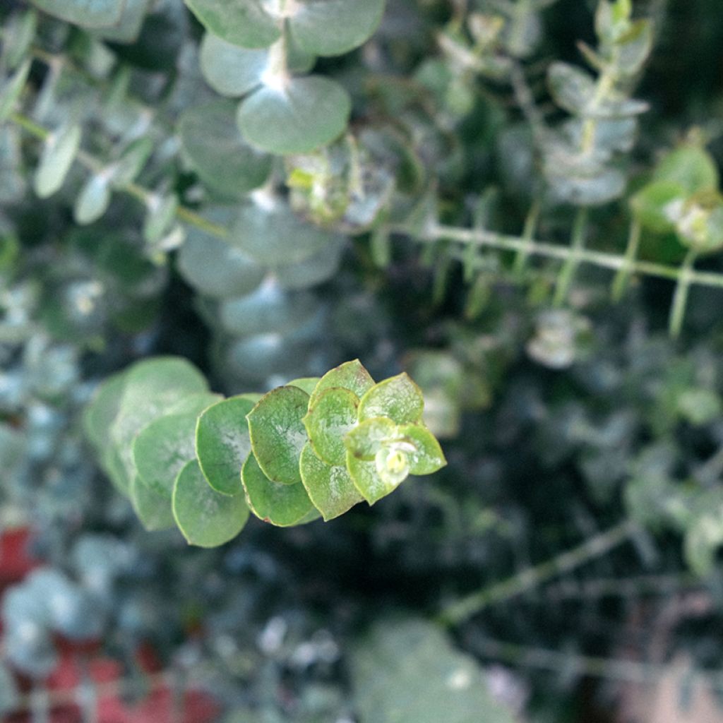 Hopeaeukalyptus Baby Blue Spiral (siemenet)