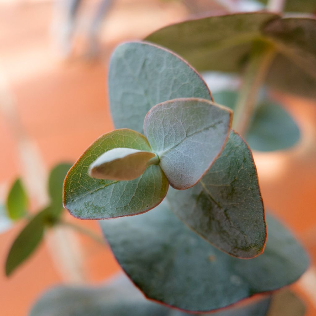 Hopeaeukalyptus Baby Blue Spiral (siemenet)
