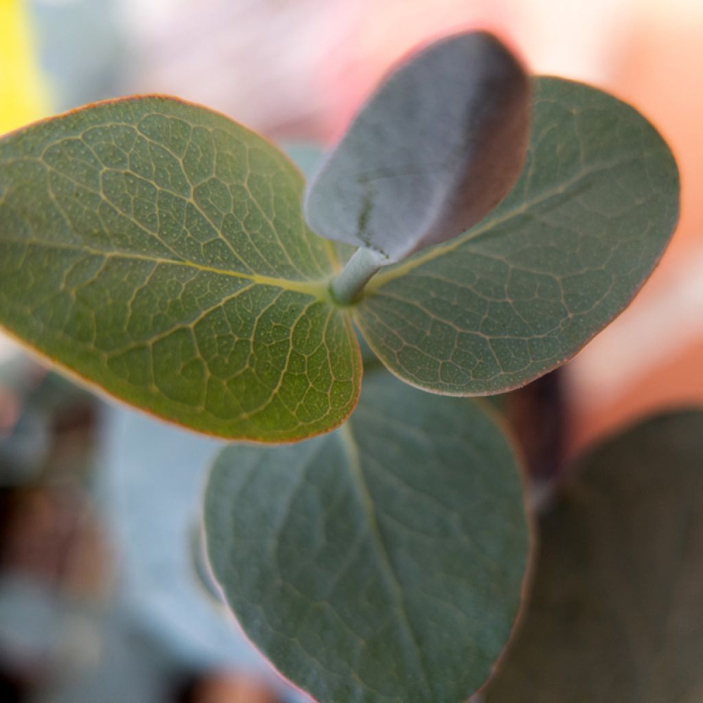 Hopeaeukalyptus Baby Blue Spiral (siemenet)