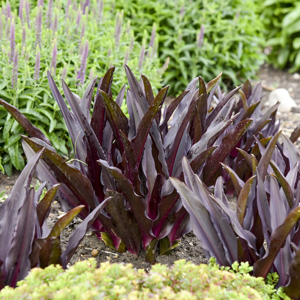 Töyhtövana Purple Reign