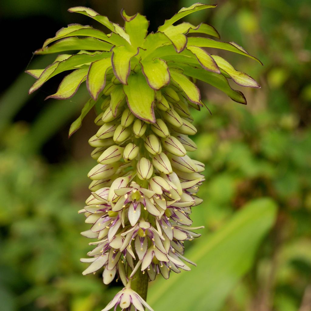 Töyhtövana - Eucomis bicolor