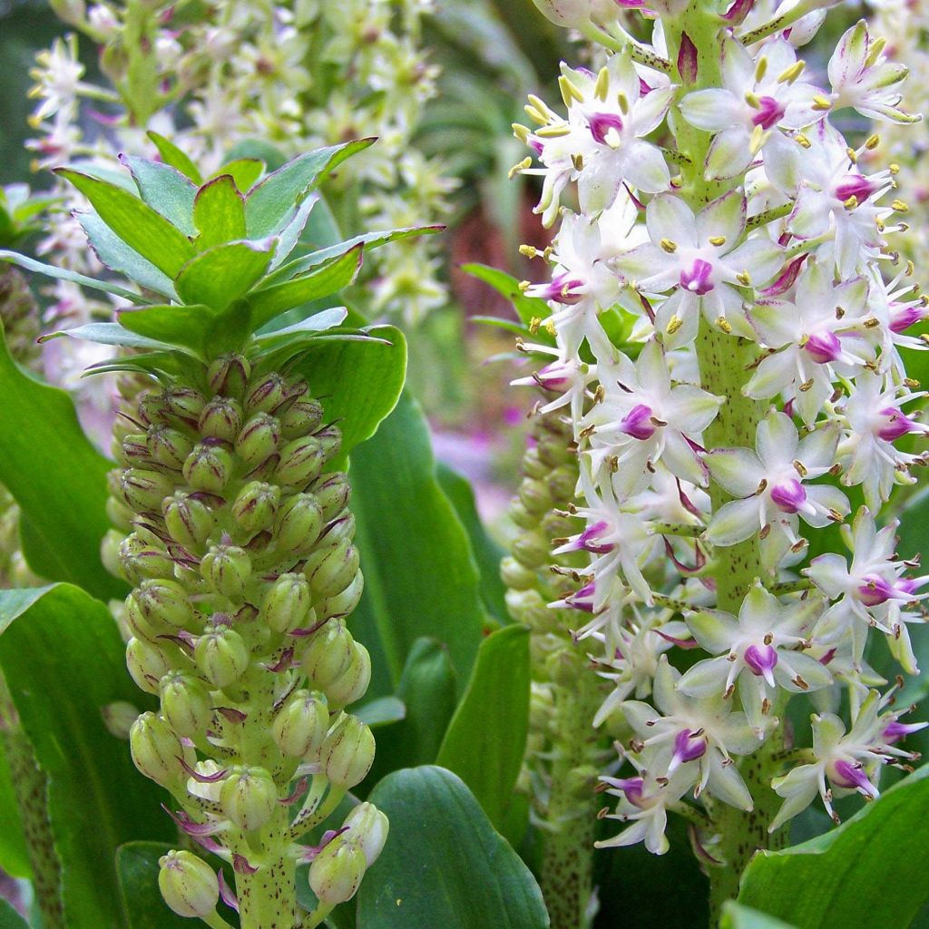 Töyhtövana - Eucomis bicolor