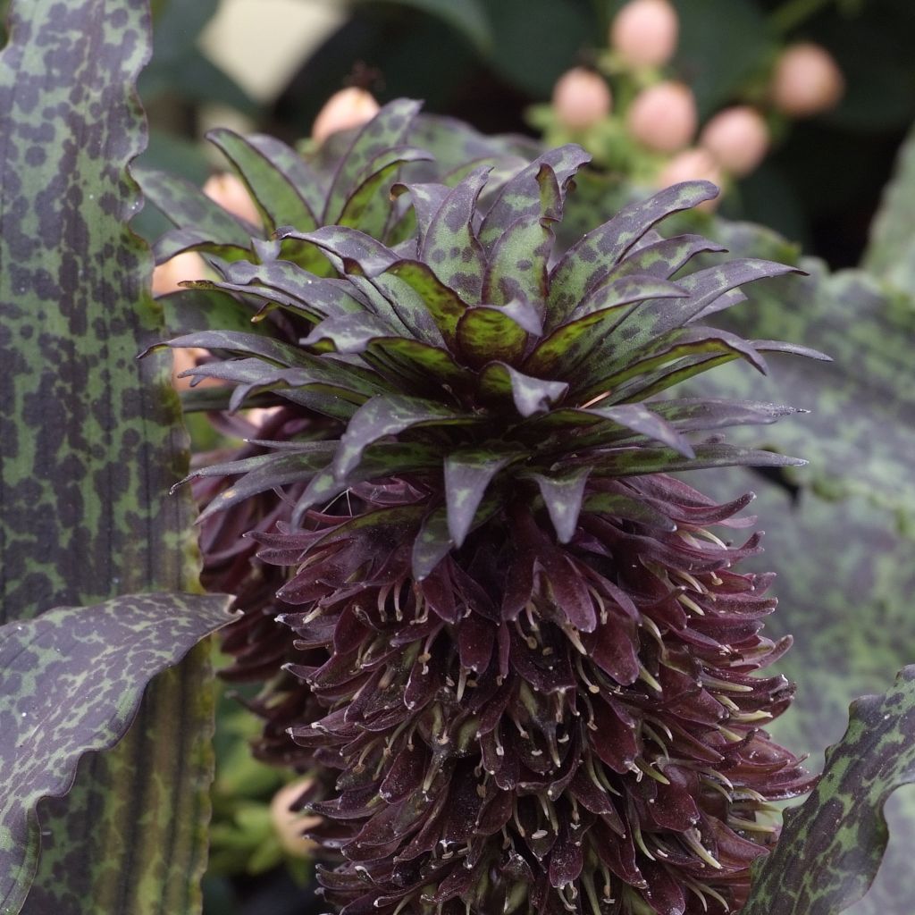 Töyhtövana - Eucomis vandermerwei