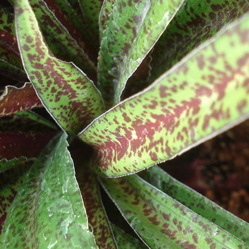 Töyhtövana - Eucomis vandermerwei