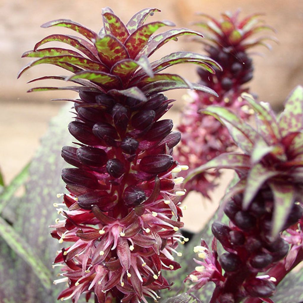 Töyhtövana - Eucomis vandermerwei