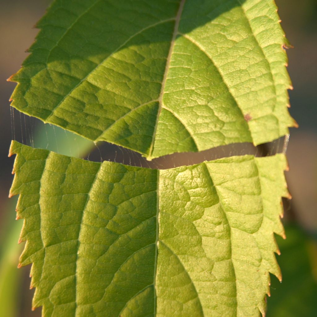 Rohtoparkkipuu - Eucommia ulmoides