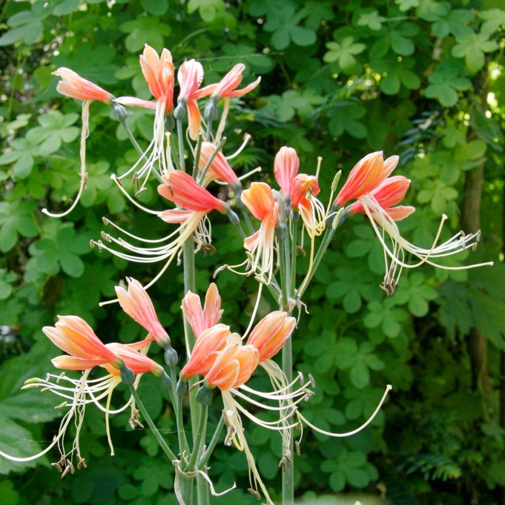 Eucrosia bicolor
