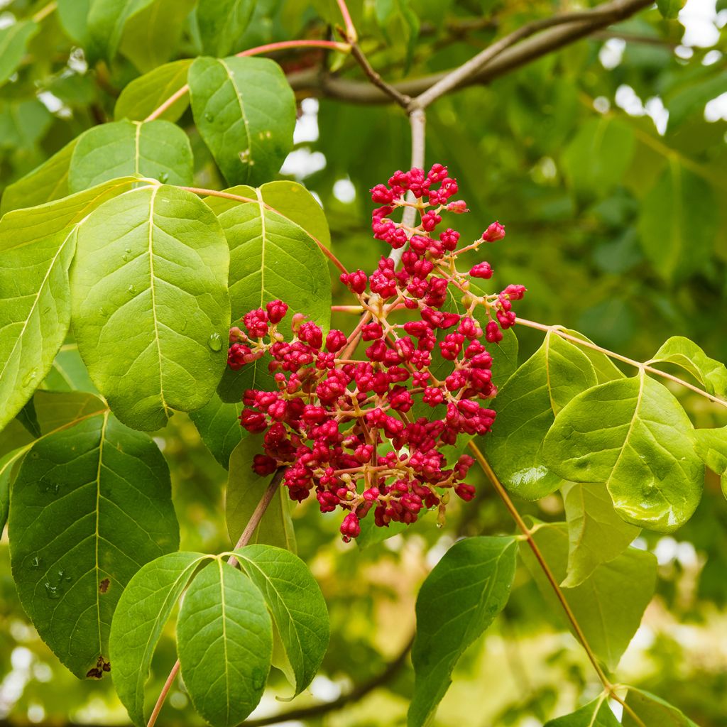 Kiinanherupuu - Tetradium daniellii
