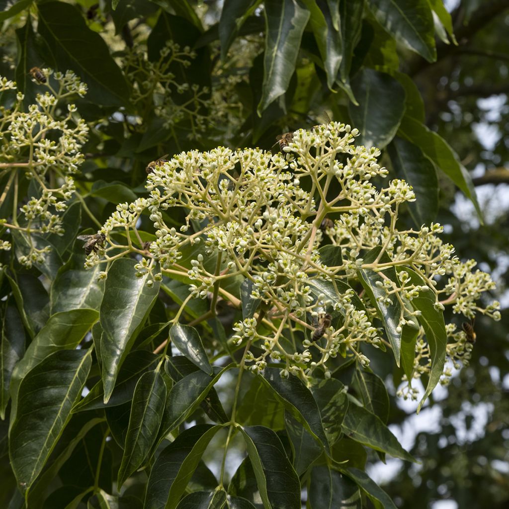 Kiinanherupuu - Tetradium daniellii