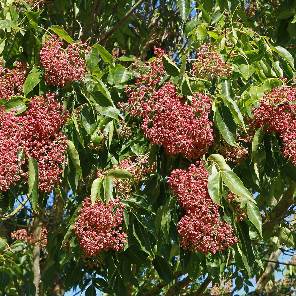 Kiinanherupuu - Tetradium daniellii