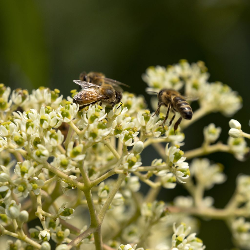 Kiinanherupuu - Tetradium daniellii