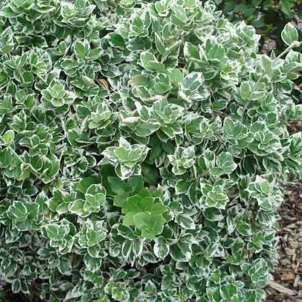 Suikerosorvarinpensas Emerald Gaiety