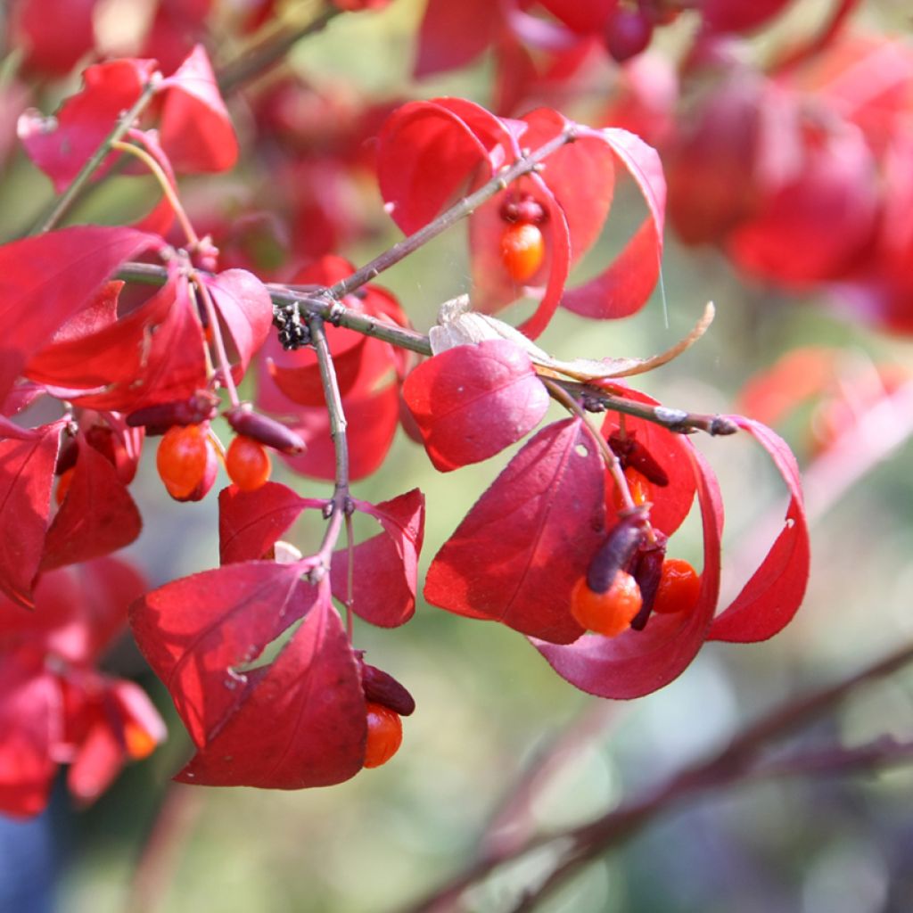 Pallesorvarinpensas Compactus