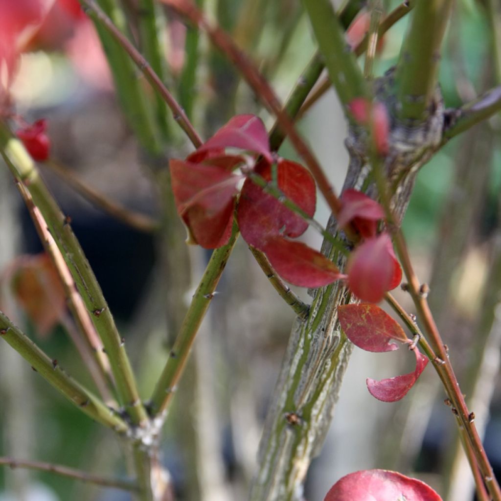 Pallesorvarinpensas Compactus