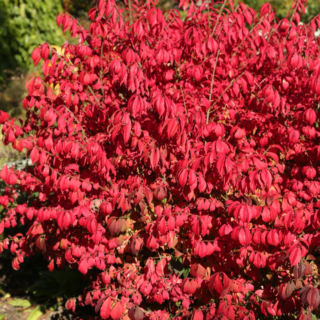 Pallesorvarinpensas Fire Ball