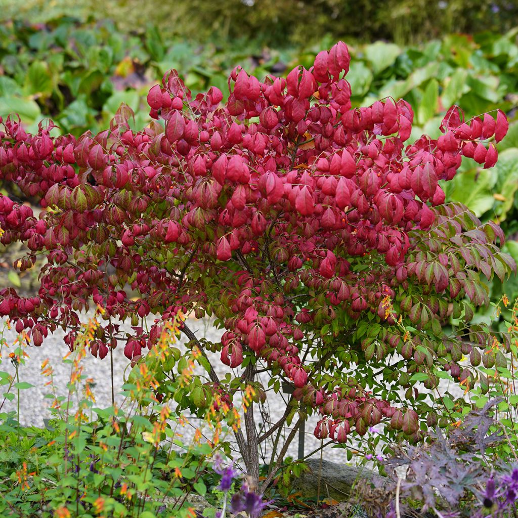 Pallesorvarinpensas - Euonymus alatus