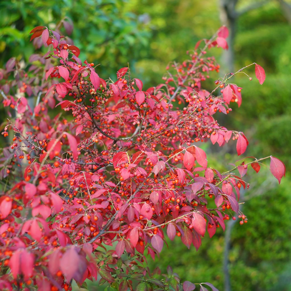 Pallesorvarinpensas - Euonymus alatus